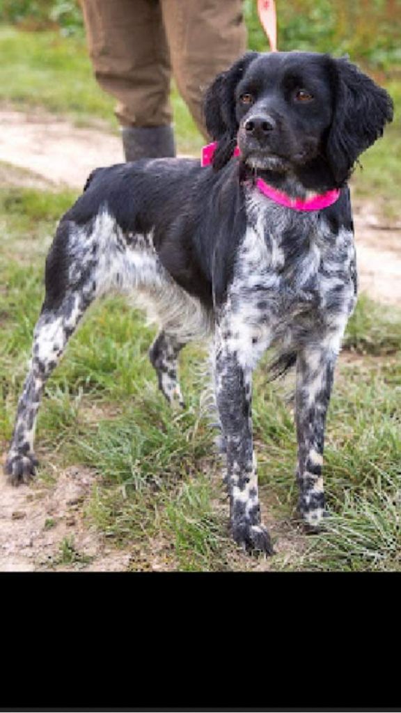 Romy girl des fougères du lathan