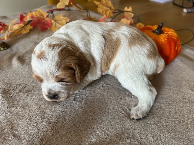 Des Sorcières Champenoises - Chiots disponibles - Epagneul Breton