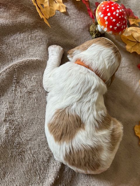 Des Sorcières Champenoises - Chiots disponibles - Epagneul Breton