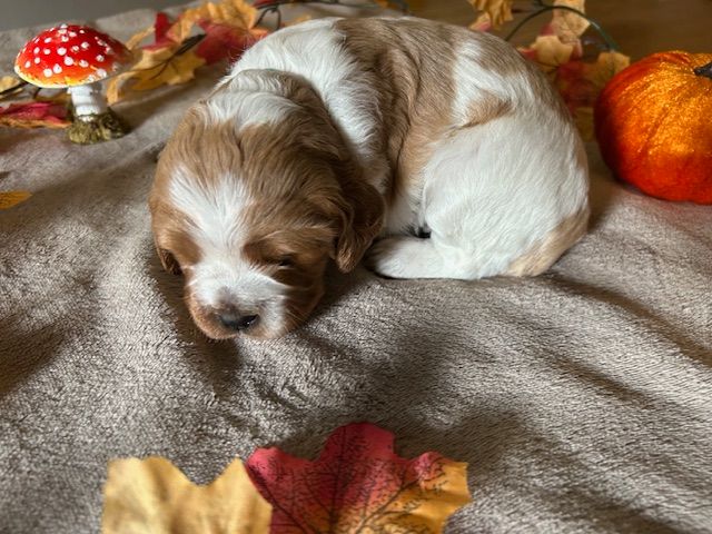 Des Sorcières Champenoises - Chiots disponibles - Epagneul Breton