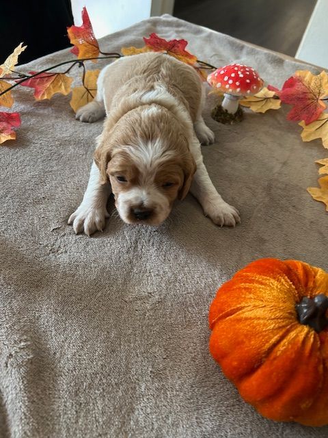 Des Sorcières Champenoises - Chiots disponibles - Epagneul Breton